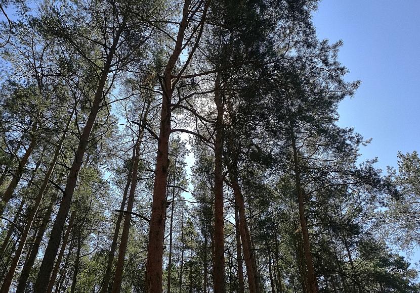 Studie: Agrarproduktion Hauptursache für Waldbrände in Südamerika